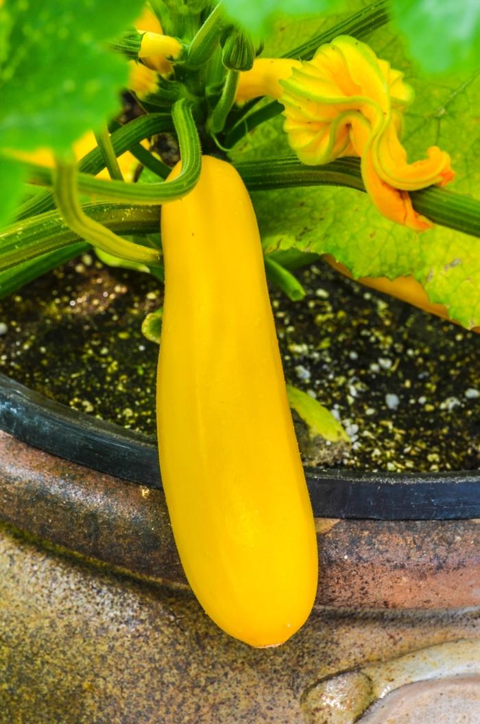 Cucurbita pepo Easy Pick Gold