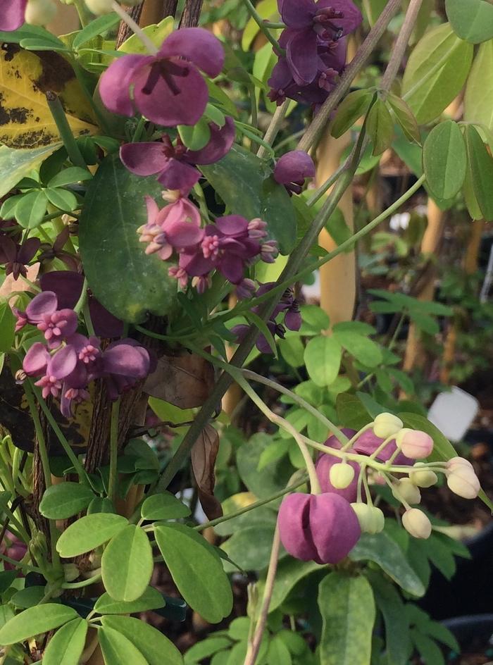 Akebia quinata