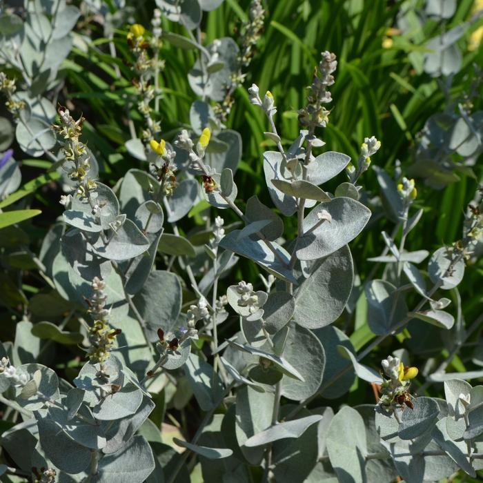 Baptisia archnifera
