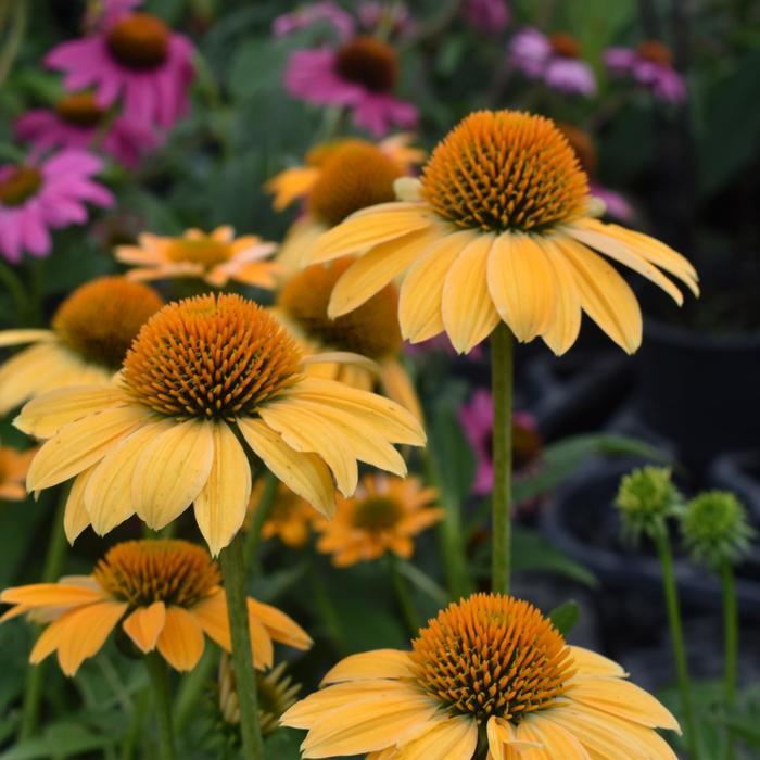 Echinacea Sombrero® Granada Gold