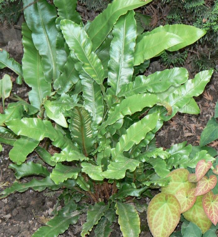 Asplenium scolopendrium
