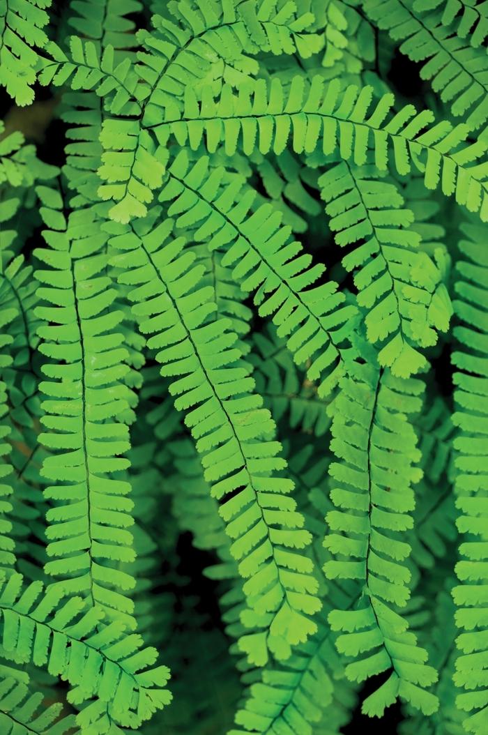 Adiantum x mairisii