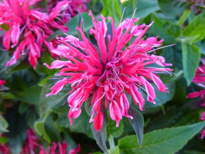 Monarda didyma Balmy™ Rose