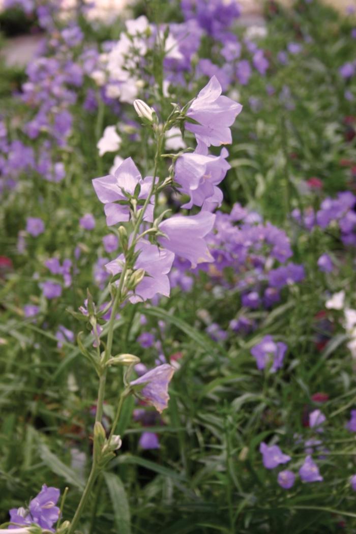 Campanula poscharskyana