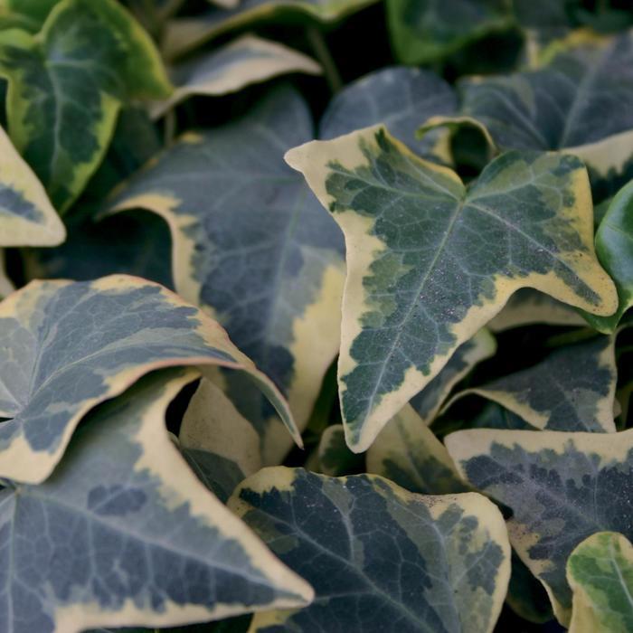 Hedera helix Goldchild