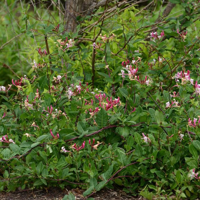Lonicera periclymenum Peaches and Cream™