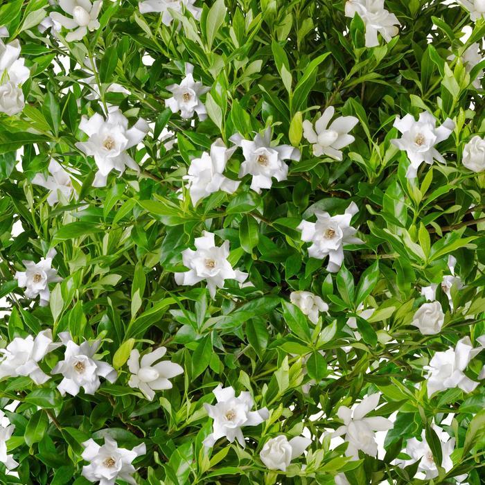 Gardenia Fool Proof™