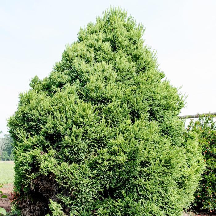 Cryptomeria japonica Chapel View™