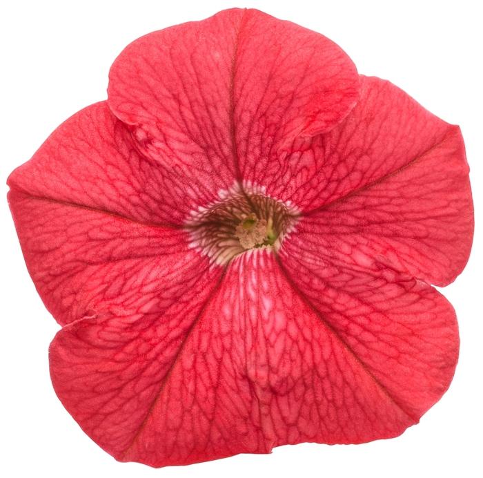 Petunia Supertunia® Really Red
