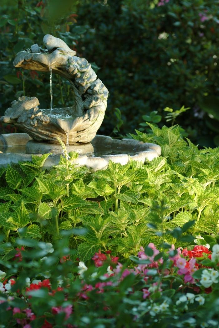 Coleus scutellarioides Electric Lime®