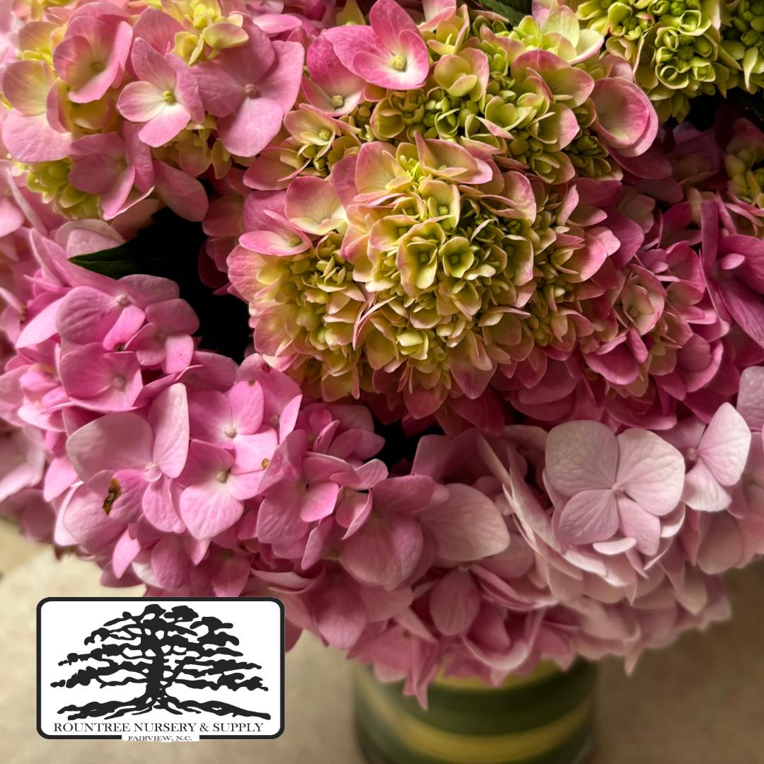 Hydrangea 'Penny Mac' - Blooms Pink in Alkaline Soil