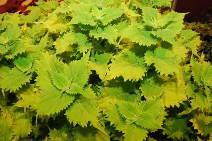 Coleus Wasabi